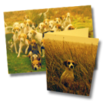 Dulverton West Foxhounds Womens Polo Shirt